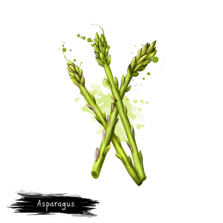 Digital art illustration of garden asparagus isolated on white. Scientific name Asparagus officinalis, spring vegetable, flowering perennial plant. Organic healthy food. Clip art graphic designの写真素材