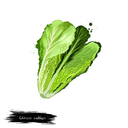 Chinese cabbage vegetable isolated on white. Hand drawn illustration of cabbage broccoli and cauliflower. Organic food pekinensis and chinensis. Digital art with paint splashes effect.の写真素材