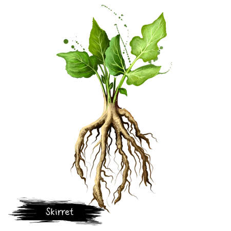 Digital art illustration of Skirret, Sium sisarum isolated on white background. Organic healthy...