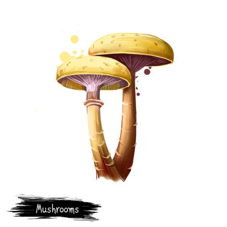 Digital art Mushrooms, toadstools, Fungus or spore body isolated on white background. Organic healthy food. Edible vegetable. Hand drawn plant closeup. Clip art illustration. Graphic design elementの写真素材