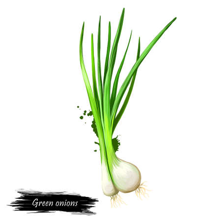 Digital art Green onion, Scallion, spring onion, salad onion isolated on white background. Organic healthy food. Green vegetable. Hand drawn plant closeup. Clip art illustration Graphic design elementの写真素材