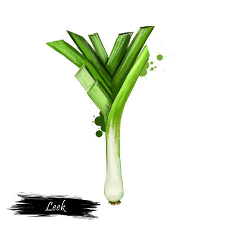 Digital art illustration of Leek or Allium ampeloprasum isolated on white background. Organic healthy food. Green vegetable. Hand drawn plant closeup. Clip art illustration. Graphic design elementの写真素材