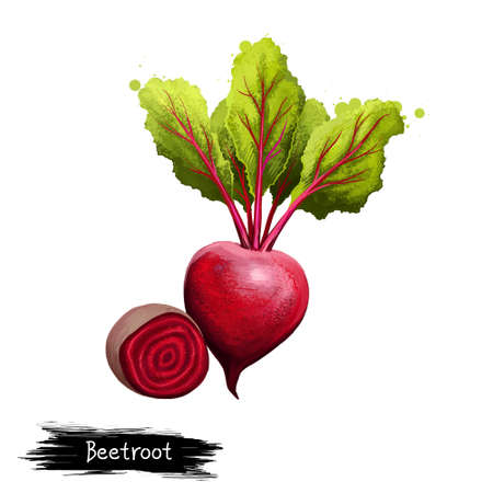 Digital illustration of hand drawn Beetroot, Beta vulgaris isolated on white background. Organic healthy food. Red vegetable. Hand drawn plant closeup. Clip art illustration. Graphic design elementの写真素材
