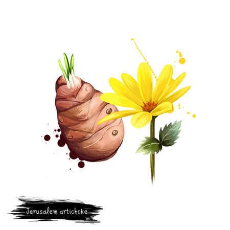 Digital art illustration of Jerusalem artichoke, Helianthus tuberosus isolated on white background. Organic healthy food. Brown vegetable. Hand drawn plant closeup. Clip art graphic design elementの写真素材