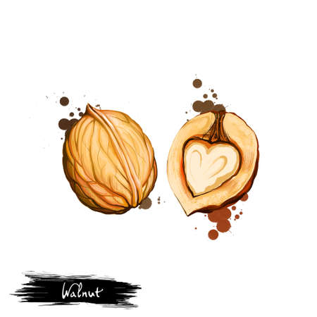Hand drawn illustration of Walnut or Juglans regia isolated on white background. Organic healthy food. Digital art with paint splashes drops effect. Graphic clip art for design, web and print.の写真素材