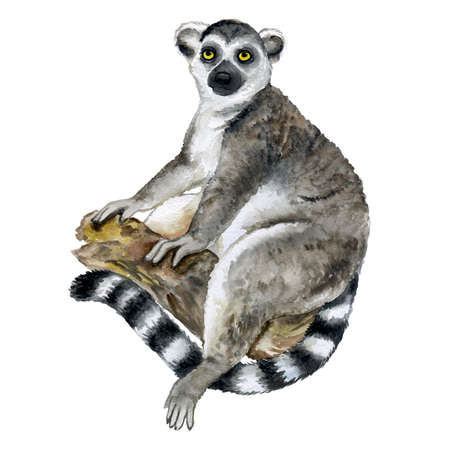 Watercolor closeup portrait of Madagascar Ring-tailed lemur or Lemur catta isolated on white background. Hand drawn sweet tropical pet. Greeting card, encyclopedia design. Clip art for web and printの写真素材