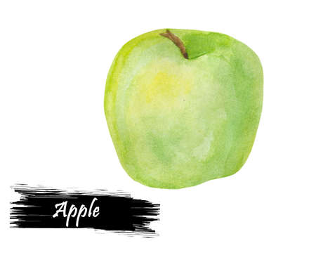 Watercolor hand drawn green apple isolated on white background. Fresh organic fruit drawing. Botanical realistic look illustration. Pomaceous fruit, apple tree offspring, fetus. genus Malus domesticaの写真素材