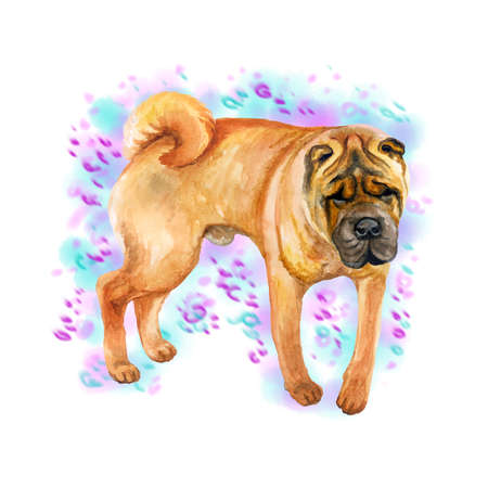 Watercolor closeup portrait of cute wrinkled chinese Shar Pei breed dog isolated on abstract background. Shorthair medium-sized red fawn dog. Hand drawn sweet home pet. Greeting card design clip artの写真素材