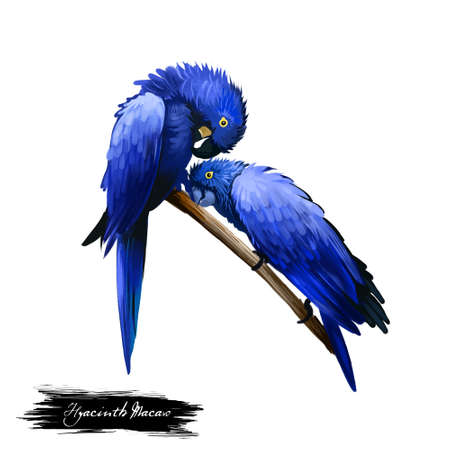 Hyacinth Macaw digital art illustration isolated on white background. Two birds sitting on branch, hyacinthine parrots with entirely blue feathers, pair of ara lovers tropical forest perchesの写真素材