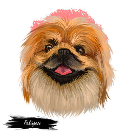 Pekingese dog portrait isolated. Digital art for web, t-shirt print and puppy food cover design, clipart. Toy breed, Beijingese, Peking Beijing Lion Dog, Chinese Spaniel, Pelchie, Peking Palasthundの写真素材