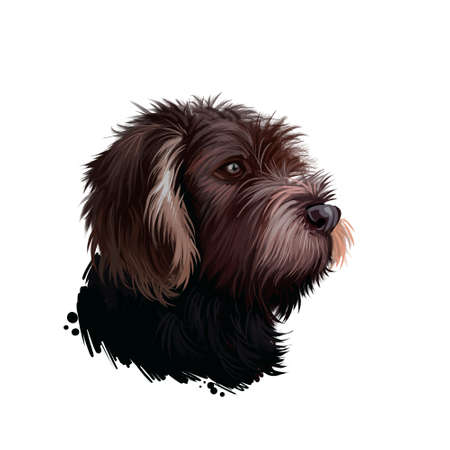 German Roughhaired Pointer dog breed digital art illustration isolated on white. Popular puppy...