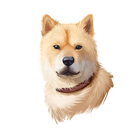 Hokkaido, Do-ken, Ainu-ken, Seta, Ainu dog, Hokkaido-Ken dog digital art illustration isolated on white background. Japan origin asian spitz dog. Pet hand drawn portrait. Graphic clip art designの写真素材