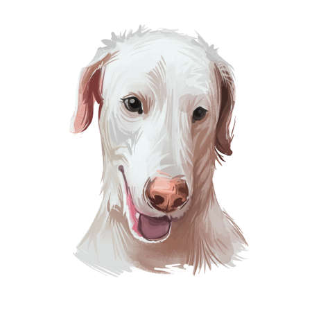 Rajapalayam dog portrait isolated on white. Digital art illustration of hand drawn dog for web,...