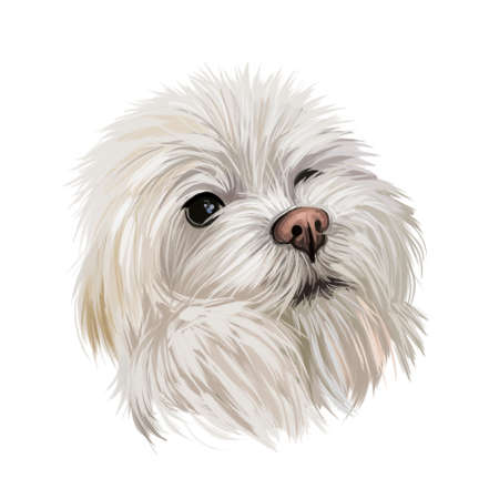 Maltese canis familiaris maelitacus, toy dog digital art illustration. Small pet originated in...