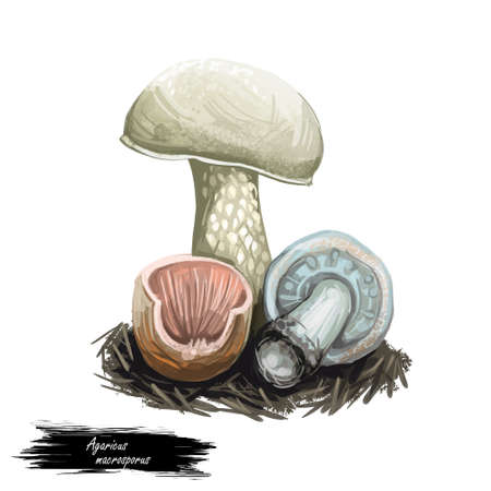 Agaricus macrosporus edible mushroom found from June at wood fringes and in meadows. Edible fungus...