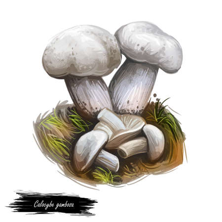 Calocybe gambosa, st Georges mushroom digital art illustration. Vegetable closeup with name of type, veggie edible vegetable, mushrooming picking plants of certain type hand drawn clipart design.の写真素材