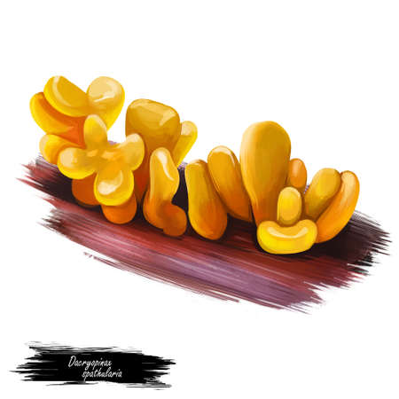 Dacryopinax spathularia Guepinia spathularia edible jelly fungus, orange in color. Edible fungus isolated on white. Digital art illustration, natural food autumn harvest or fall crop, national foodの写真素材
