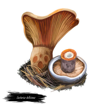 Lactarius deliciosus, saffron milk cap or red pine mushroom closeup digital art illustration. Rusty color fungi with orange hat. Mushrooming season, plant of gathering plants in woods and forestsの写真素材