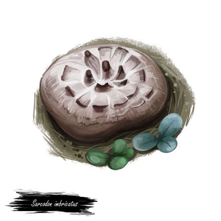 Sarcodon imbricatus, shingled or scaly hedgehog mushroom closeup digital art illustration. Boletus has brownish cap with large brown scales. Mushrooming season, plant growing in woods and forestsの写真素材