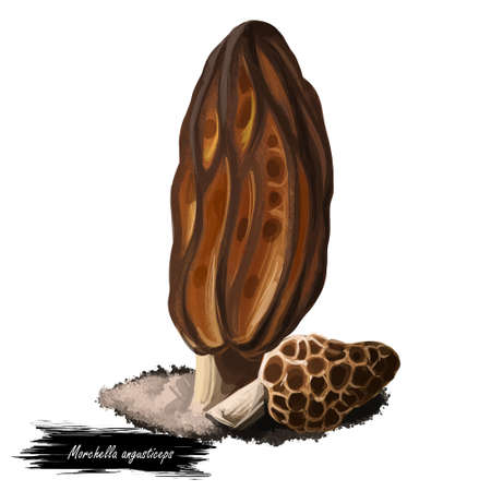 Morchella angusticeps mushroom digital art illustration, watercolor print of fungus in natural...