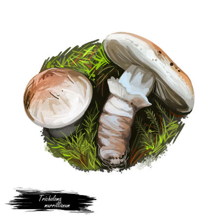 Tricholoma murrillianum ponderosa, pine mushroom, and Western matsutake. Edible mushroom of Tricholoma. Boletus cap ande body. Mushrooming season, plant growing in forests. Web print, clipart designの写真素材