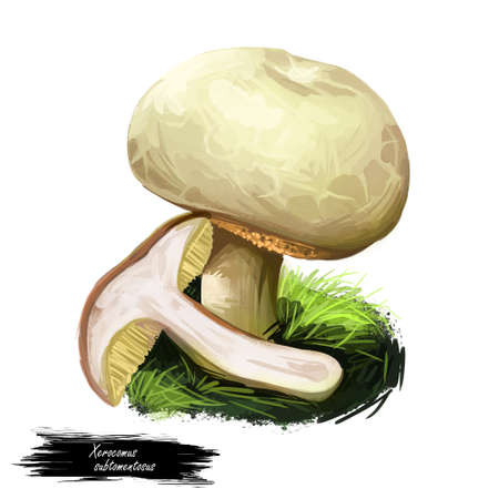 Xerocomus subtomentosus, suede or boring brown bolete mushroom closeup digital art illustration. Boletus has pale cream cap. Mushrooming season, plant of gathering plants growing in woods and forestsの写真素材