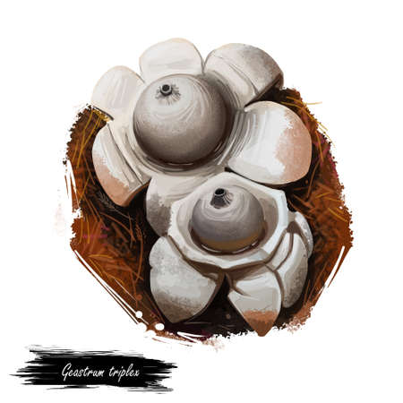 Geastrum triplex or collared, saucered or triple earthstar mushroom closeup digital art illustration. Boletus has grey fruit body and looks like start or flower. Plants growing in woods and forests.の写真素材