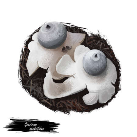 Geastrum quadrifidum, rayed or four footed earthstar mushroom closeup digital art illustration. Small and tough fruit bodies, grayish brown balls looks like star. Plants growing in woods and forestsの写真素材