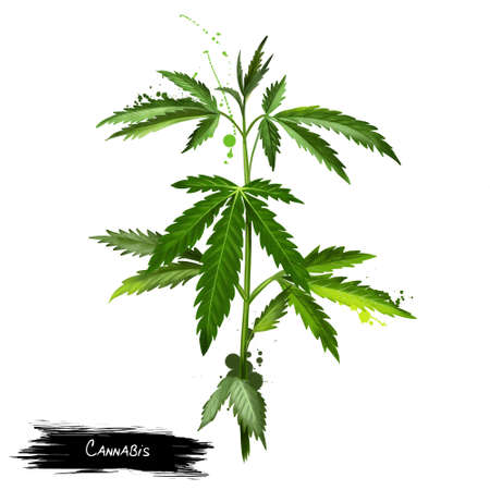 Cannabis isolated on white. Marijuana leaf. Medical marijuana. Cannabis has long been used for hemp fibre, for hemp oils, for medicinal purposes, and as a recreational drug. Digital art illustrationの写真素材