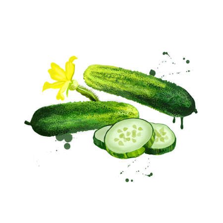 Fresh cucumber, flower and slices isolated. Cucumis sativus is widely cultivated plant in gourd family. Creeping vine bears cylindrical fruits. Used as culinary vegetables, in cosmetics. Digital artの写真素材