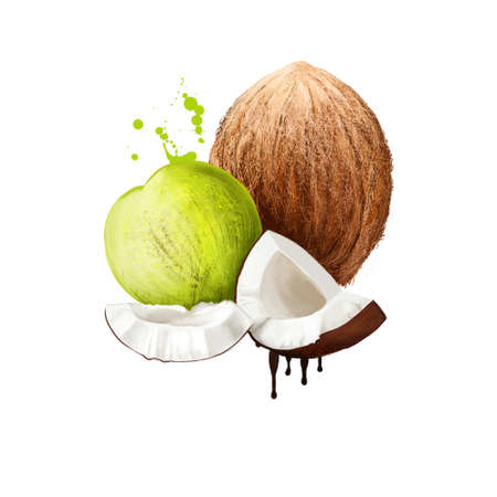 Coconut tree Cocos nucifera isolated on white. Family Arecaceae palm family and only species of genus Cocos. Coconut palm, seed, or fruit, which is drupe not nut. Food and cosmetics. Digital art.の写真素材