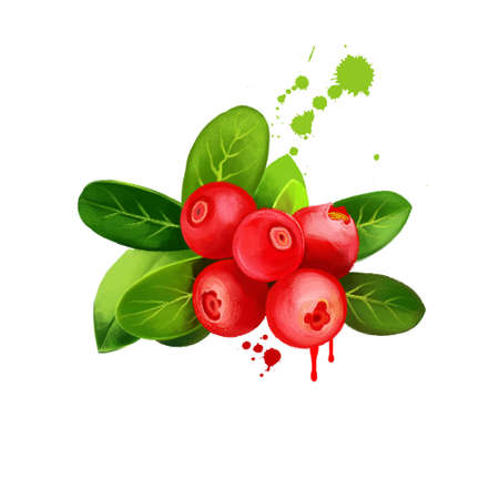 Cranberry berries isolated on white background. Evergreen dwarf shrubs, trailing vines in Oxycoccus...