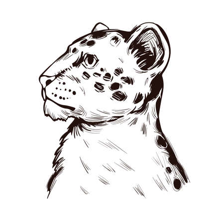 Liger hybrid offspring lion tiger, vector baby tabby portrait closeup isolated sketch t-shirt print, monochrome. Animal hand drawn illustration. Fauna of India asian breed carnivorous vector drawingのイラスト素材
