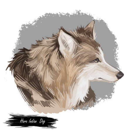 Hare Indian dog extinct domesticated canine breed of domestic dog, coydog, or domesticated coyote....