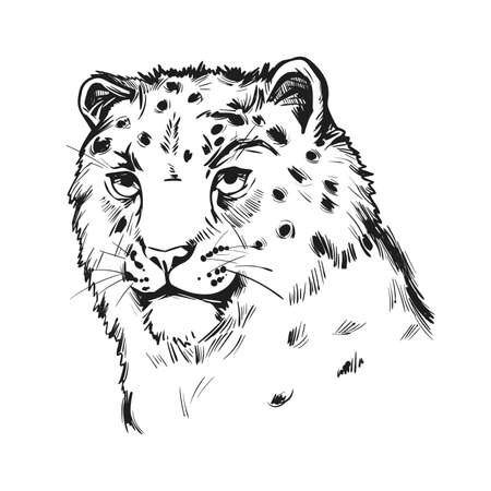 Snow leopard portrait in close up. Watercolor vector illustration of Panthera uncia. Mammal with thick fur, furry coat of cat. Uncia wild animal from Feline family. Catlike carnivore creatureのイラスト素材