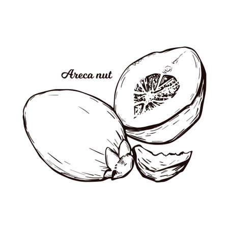 Areca betel nut isolated vector illustration. Seed of palm Areca catechu, chewing betelnut. Indian plant, asian herb or fruit. Chewing tobacco, harmful effects on health and carcinogenic nutのイラスト素材