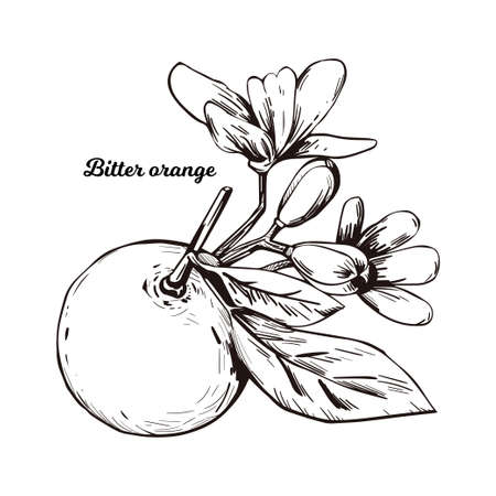 Bitter Seville sour bigarade marmalade orange citrus tree Citrus aurantium leaf and flowers. Vector illustration of tropical exotic fruit, essential oil, perfume flavoring or solvent, monochrome iconのイラスト素材