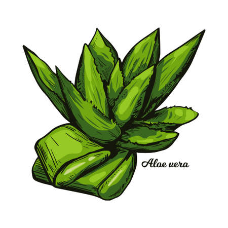 Aloe vera isolated medicinal herb hand drawn vector illustration. Succulent plant species of Aloe, evergreen perennial. Cut and whole plant leaves with inner gel used in cosmetic and medicineのイラスト素材
