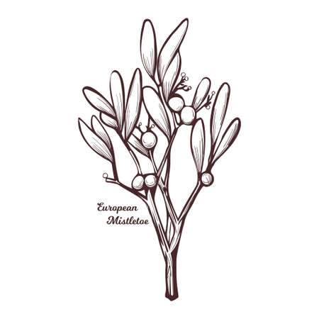 European common mistletoe isolated vector illustration. Viscum album, mistle Viscum album growing on Populus species. Viscum album hemiparasite on several species of trees, herbal plant monochrome.のイラスト素材