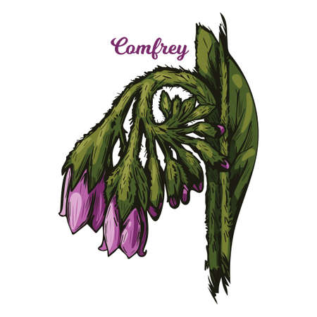 Comfrey or comphrey, blackwort, common comfrey, slippery root vector illustration. Quaker-comfrey, cultivated boneset, knitbone, consound, and slippery-root used in cosmetics and medicineのイラスト素材
