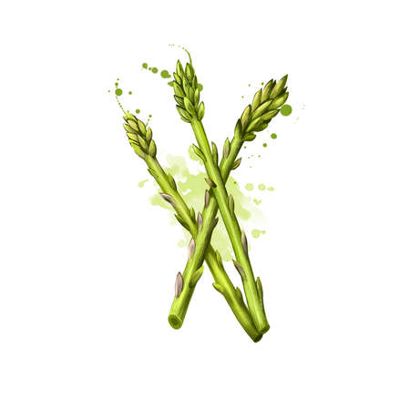 Digital art illustration of garden asparagus isolated on white. Scientific name Asparagus officinalis, spring vegetable, flowering perennial plant. Organic healthy food. Clip art graphic design.の写真素材