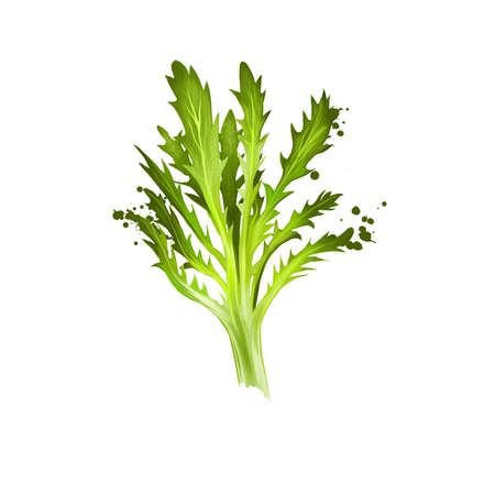 Digital art Frisee, Curly endive, Chicory frisee or crispum isolated on white background. Organic healthy food. Green vegetable. Hand drawn plant closeup. Clip art illustration. Graphic design elementの写真素材