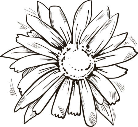 Arnica yellow flower vector illustration. Blooming flowers and green leaves. Mountain tobacco, leopards bane and wolfsbane, genus Aconitum. Bucculatrix arnicella, Arnica montana herb plantのイラスト素材