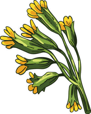 Cowslip vector illustration. Primula veris, common primrose officinalis Hill, herbaceous perennial flowering plant in primrose family Primulaceae. Blooming yellow flowers and green leavesのイラスト素材