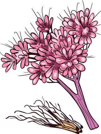 Feverfew or Chamomile or camomile daisy-like plant. Tanacetum parthenium vector illustration. Blooming flowers and green leaves. Matricaria chamomilla, German chamomile kamilla, scented mayweedのイラスト素材