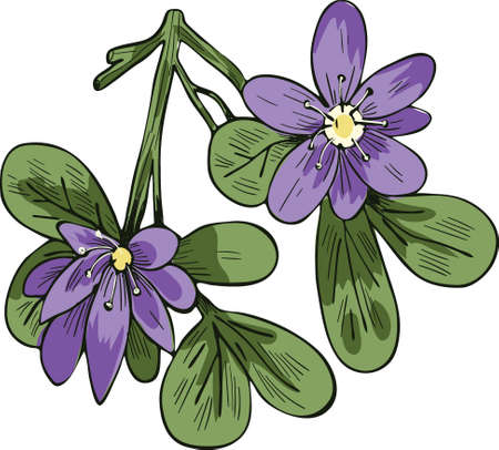 Guaiacum vector illustration isolated on white. lignum-vitae, guayacan, or ga ac, blue flowers and green leaves. Herb with adverse effect. Guajacum, flowering plants in caltrop Zygophyllaceaeのイラスト素材