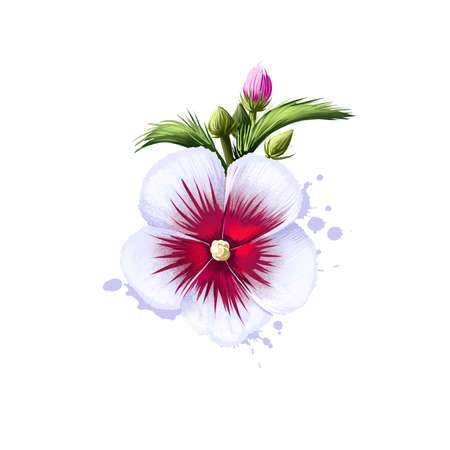Rose of Sharon isolated on white. Hand drawn flowering bush Hibiscus syriacus. Colorful botanical drawing. Greeting card, birthday, anniversary, wedding graphic clip art. Digital art illustrationの写真素材