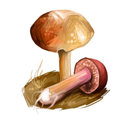 Chalciporus piperatus peppery bolete, small pored edible mushroom of family Boletaceae isolated. Digital art illustration, natural food, package label or t-shirt print. Autumn harvest fungi on grassの写真素材