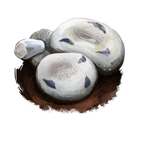 Lactarius controversus or Blushing Milkcap mushroom closeup digital art illustration. Boletus has white cap with dark dots. Mushrooming season, plant of gathering plants growing in woods and forestsの写真素材
