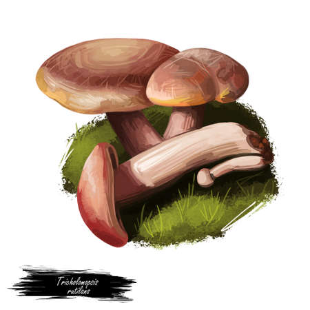 Tricholomopsis rutilans, Plums and Custard or Red haired agaric mushroom closeup digital art illustration. Boletus has reddish color of cap. Mushrooming season, plants growing in wood and forestの写真素材